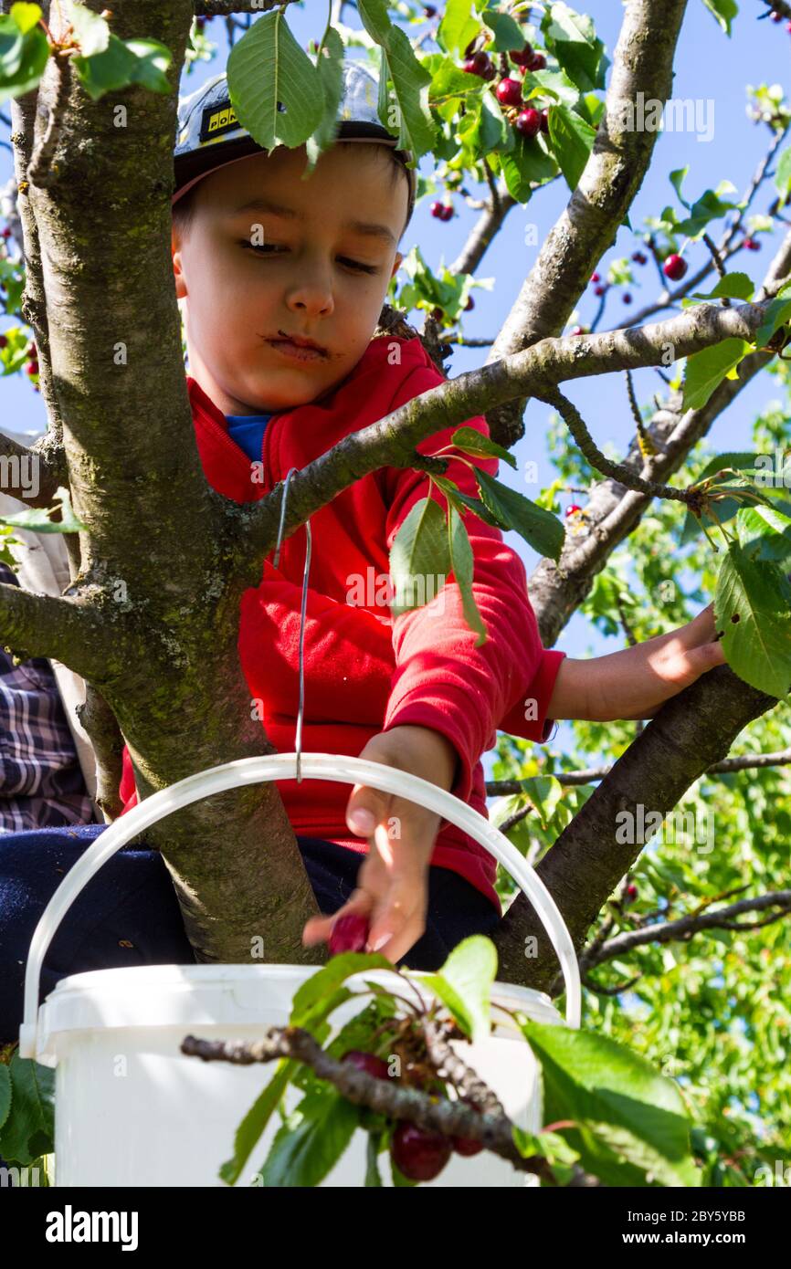 Ragazzo bambino bambino arrampicata e seduta in ciliegio e raccogliere frutta in primavera, Ungheria, Europa Foto Stock