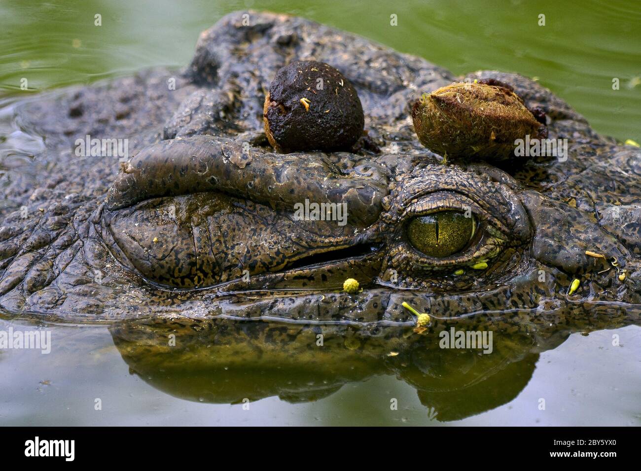 Occhio di coccodrillo Foto Stock