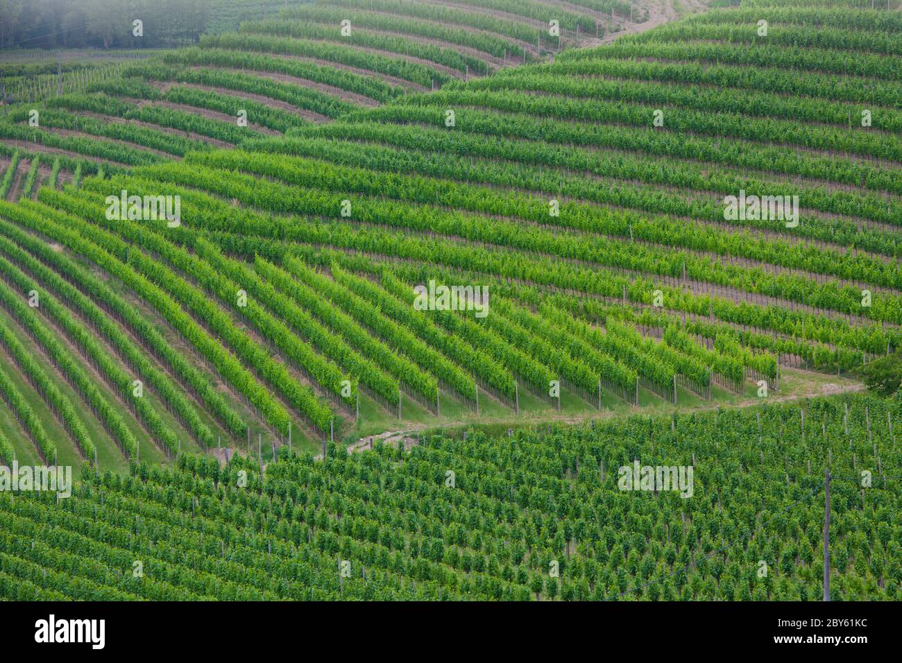 Foto dei vigneti panoramici in tarda primavera a Goriska Brda in Slovenia Foto Stock