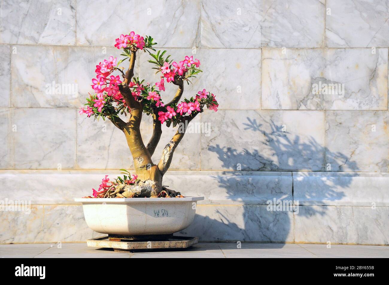 Frangipani, Plumeria, Templetree, fiore tailandese Foto Stock