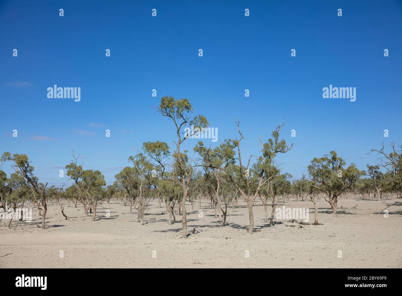 La siccità ha colpito gli alberi vicino alla strada nell'entroterra dell'Australia del Sud Foto Stock