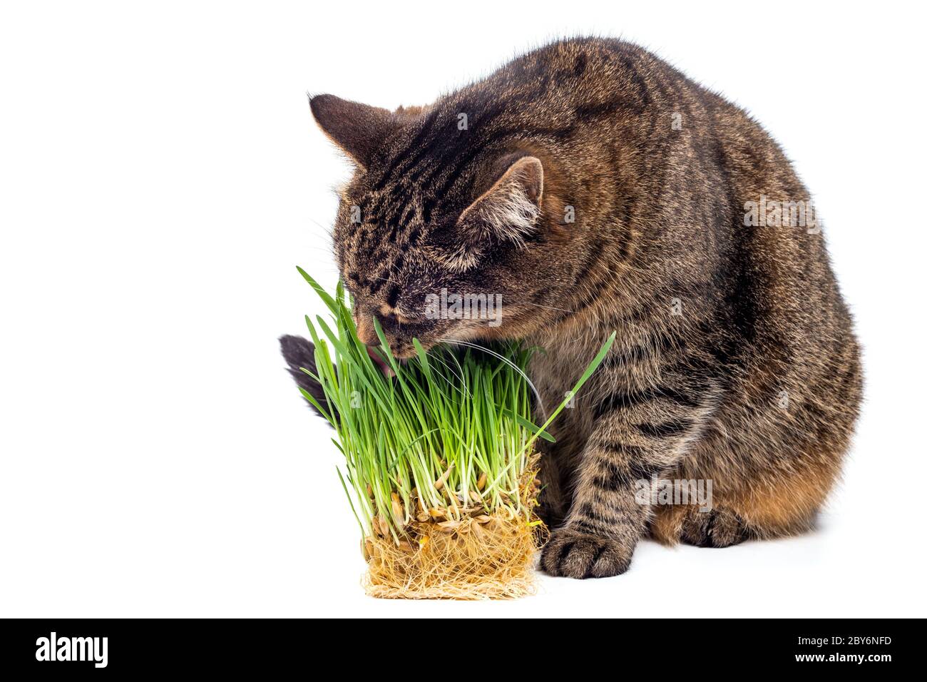 gatto tabby a righe grigie mangiare avena verde fresco germogli da vicino isolato su sfondo bianco con messa a fuoco e sfocatura selettive Foto Stock