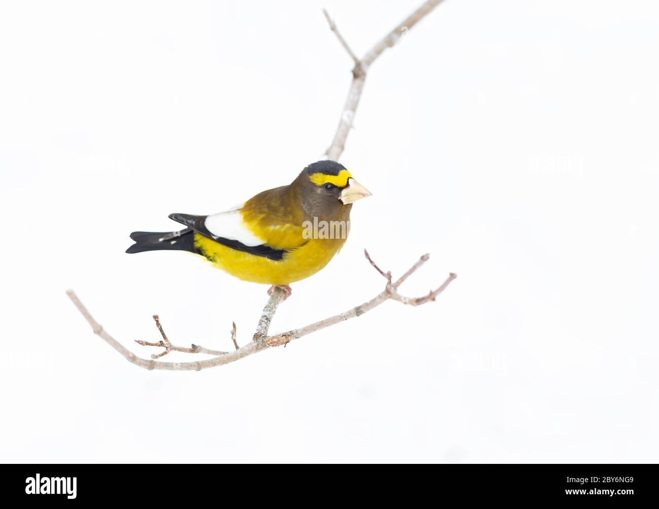 Sera Grossbeak (Coccodraustes vestentius) maschio arroccato su una filiale nel Parco Algonquin Foto Stock