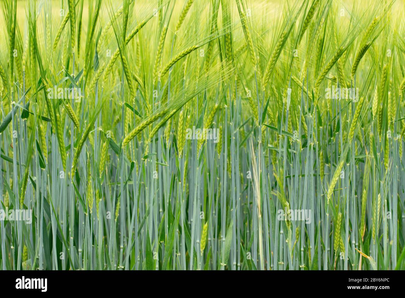 Campo di Barley verde per sfondo naturale, Hordeum vulgare o Gerste Foto Stock