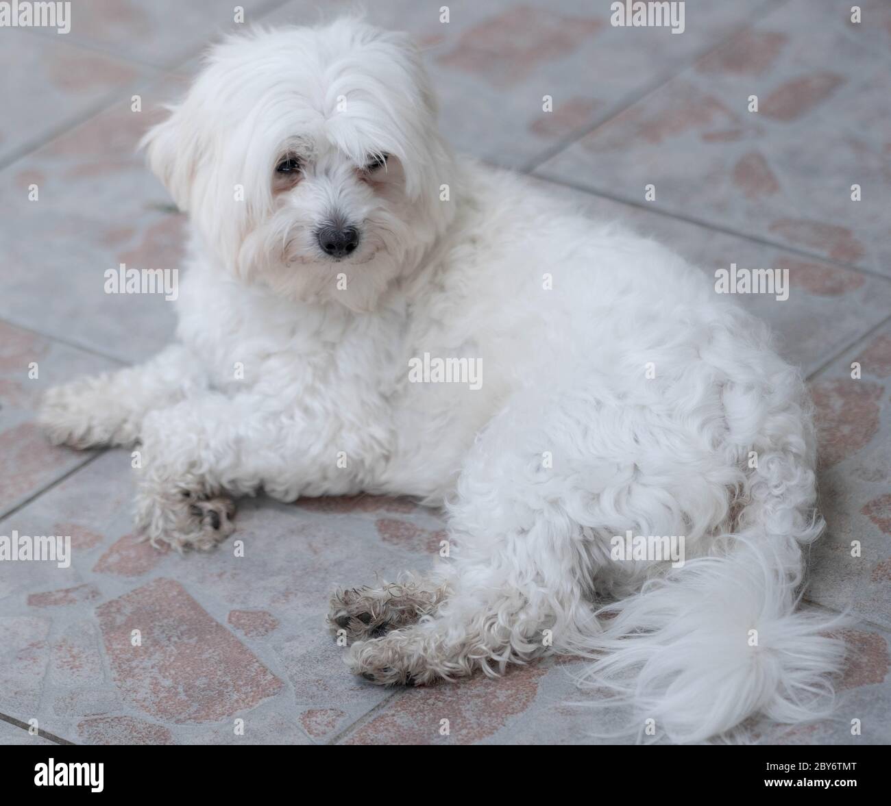 Carino cane maltese. Ritratto di cane maltese peloso. Foto Stock