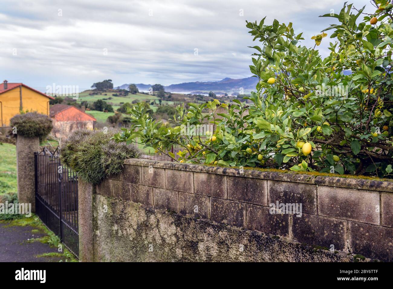Limone nel villaggio di Guerres nel comune di Colunga, comunità autonoma delle Asturie nel nord della Spagna Foto Stock