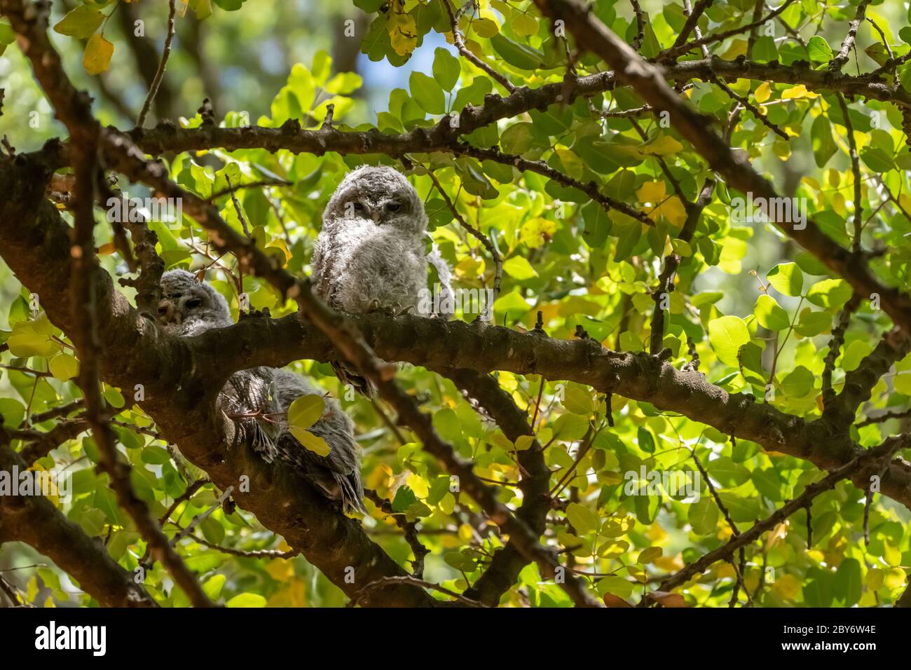 Gufo o gufo bruno (Strix aluco) Foto Stock
