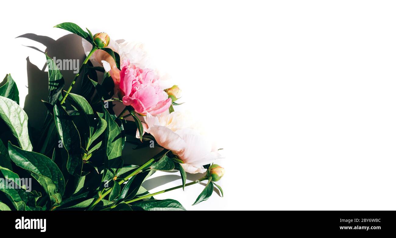 Bel bouquet di peonie su sfondo bianco, peonie fiorite Foto Stock