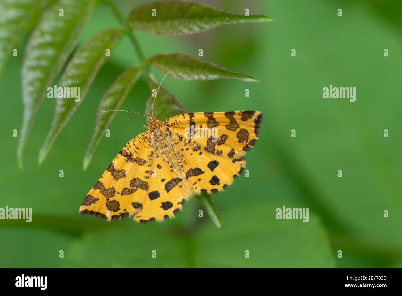 Farfalla gialla riposante su foglia verde - Pseudopanthera macularia Foto Stock