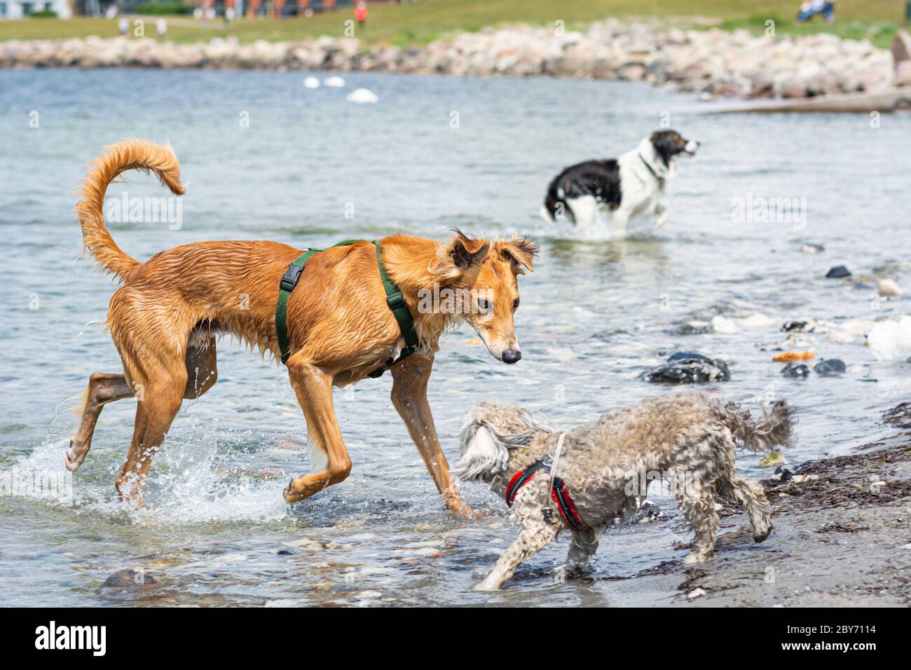 I cani si divertono in acqua. Spruzzi d'acqua e acqua blu Foto Stock