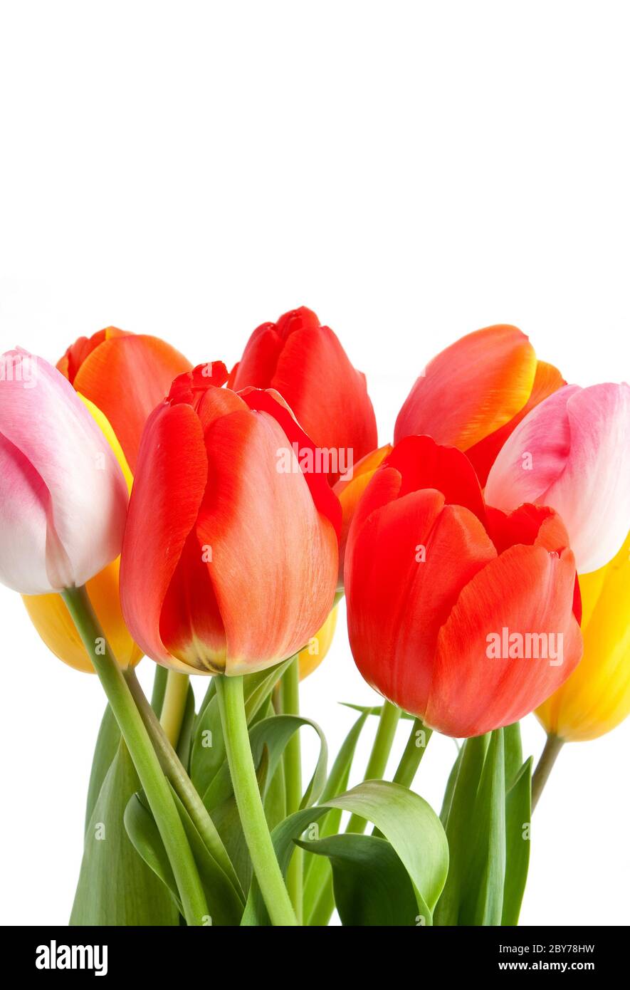 Mazzo di tulipani Foto Stock