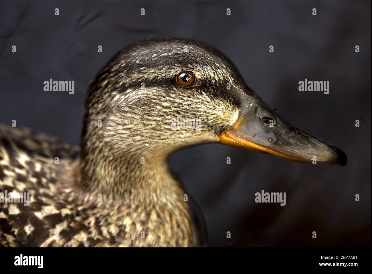 un'anatra nel nero Foto Stock