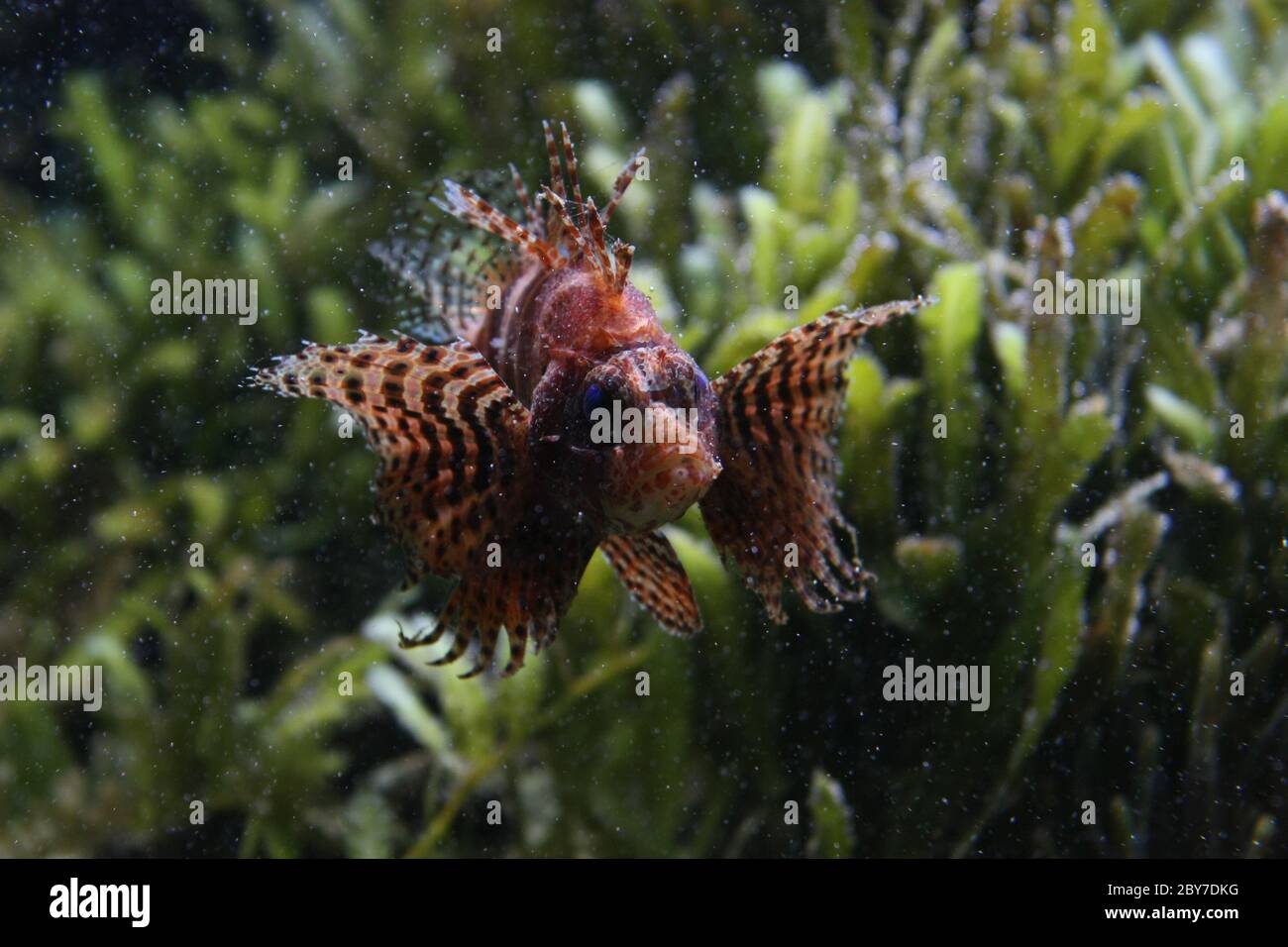 pesce leone nano circondato da minuscole bolle di fronte all'alga sfocata Foto Stock