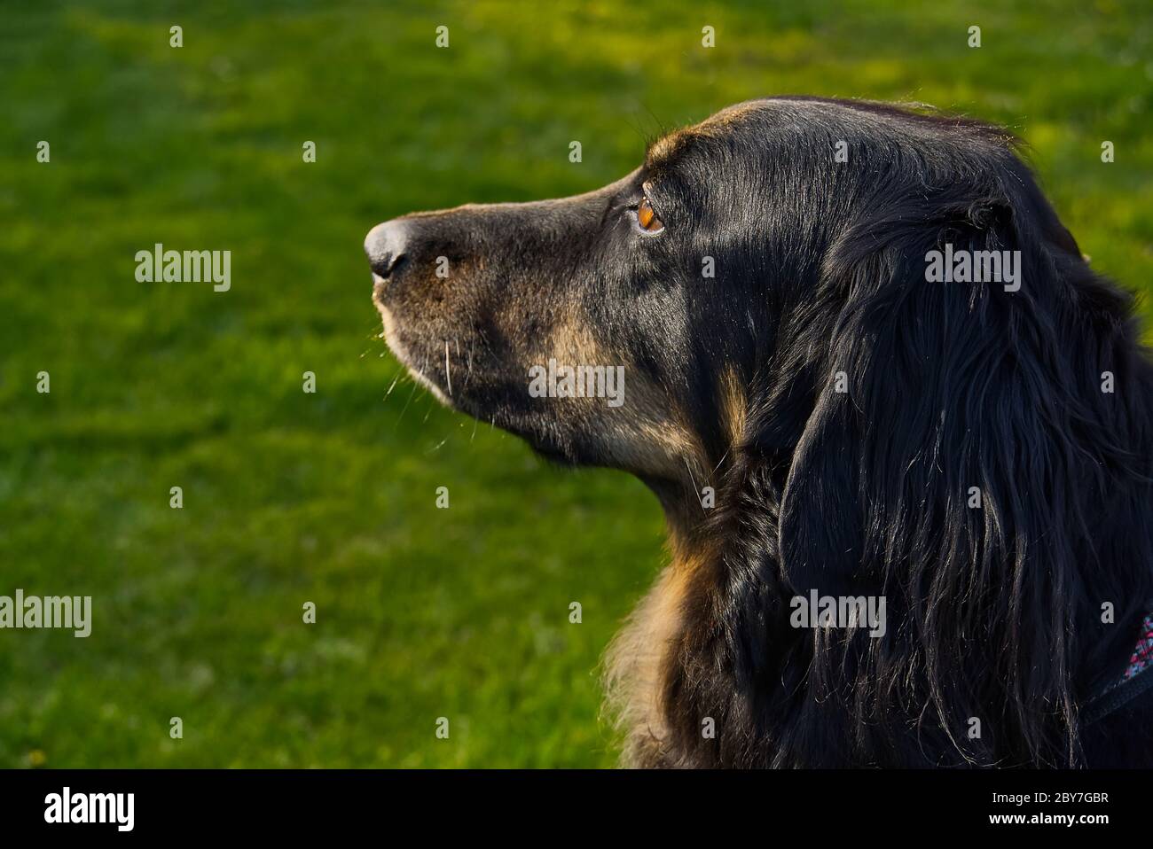 Ritratto di un cane hovawart nero e arancione felice. Hovawart closeup femminile. Ritratto di cane nero per calendario, poster, copertina stampata. Foto Stock