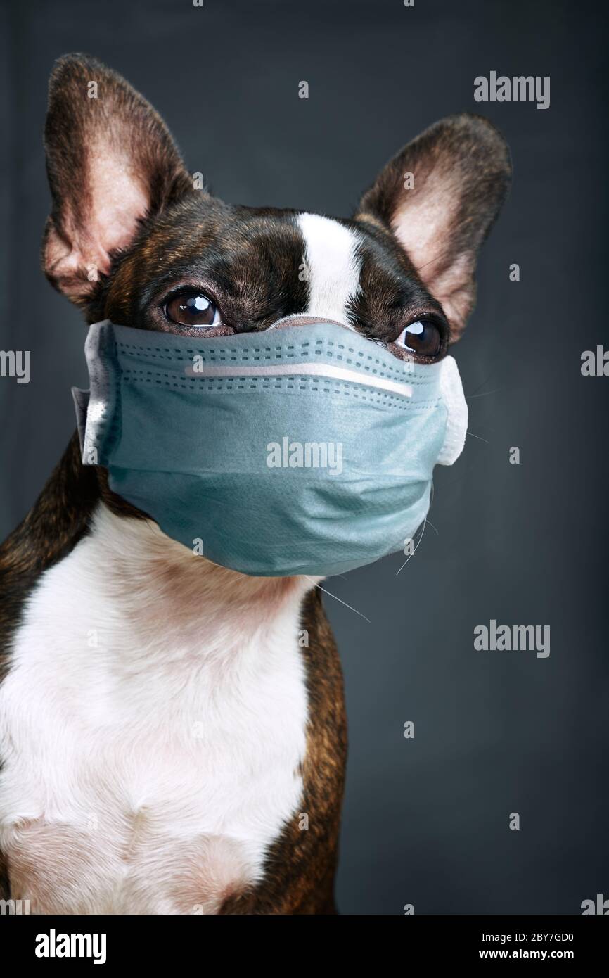 Ritratto di closeup della bella boston terrier pura razza blankspace, copyspace con maschera verde medico Foto Stock