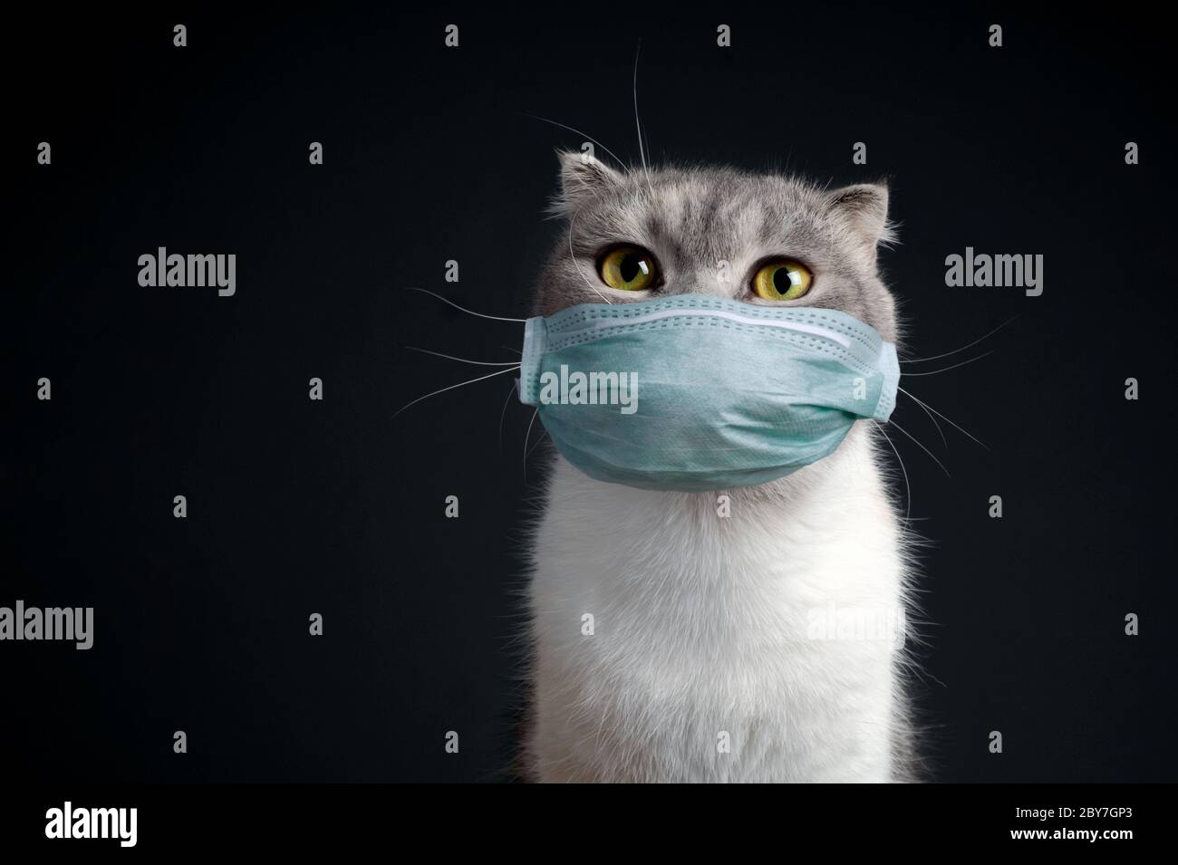 Closeup Ritratto purebred scozzese fold gatto con verde maschera medico pura razza sfondo scuro blankspace, copyspace Foto Stock