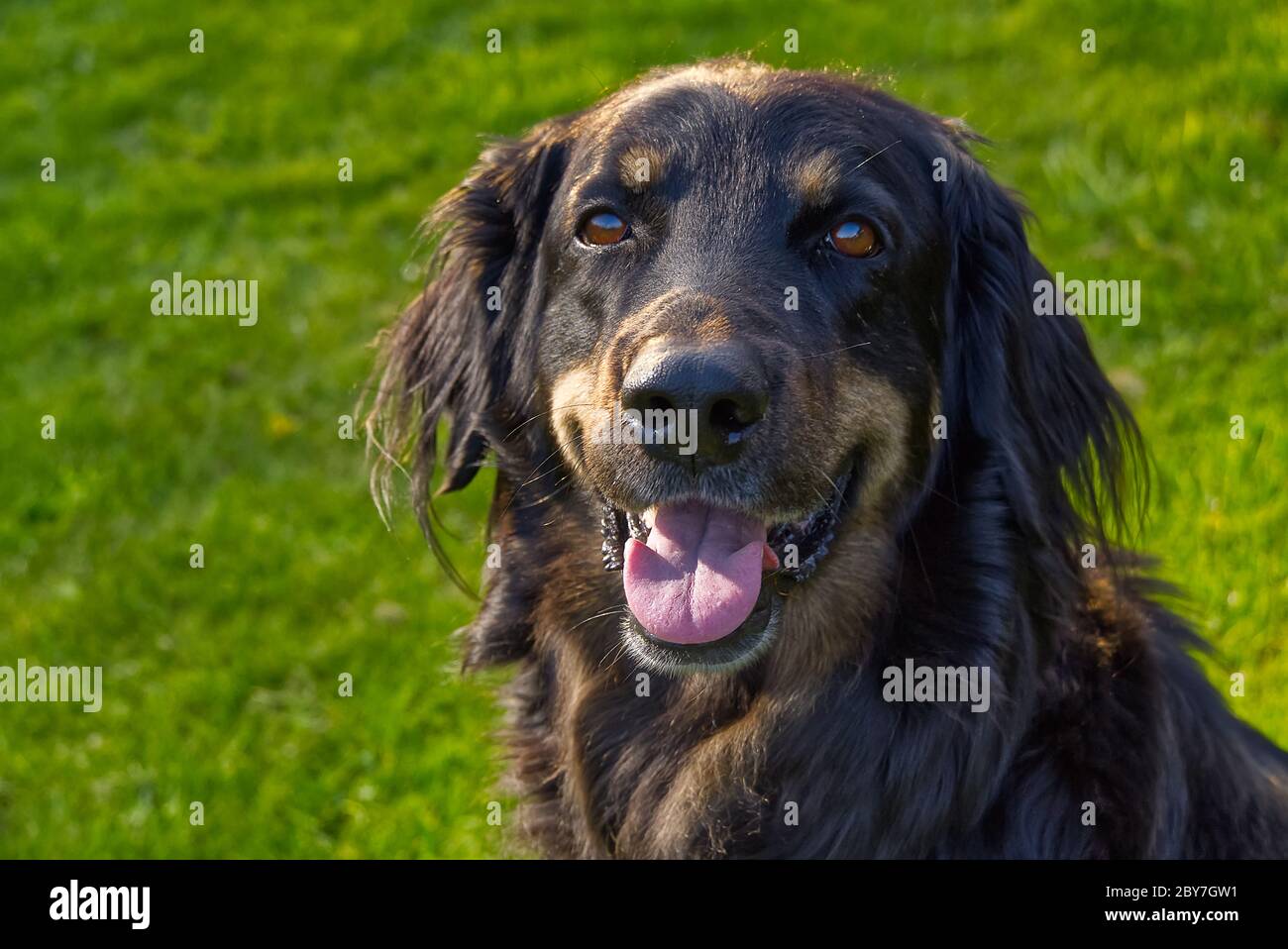 Ritratto di un cane hovawart nero e arancione felice. Hovawart closeup femminile. Ritratto di cane nero per calendario, poster, copertina stampata. Foto Stock