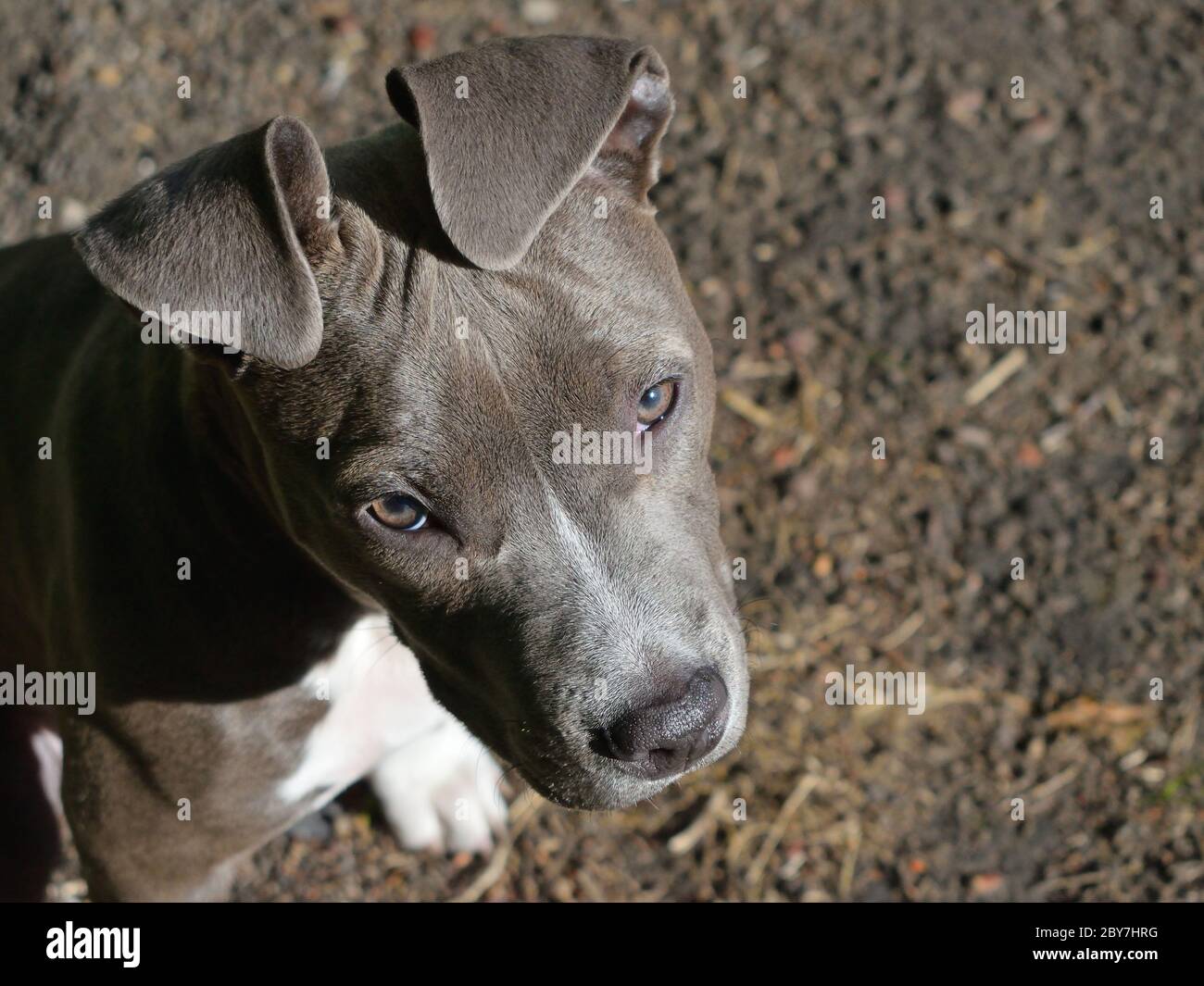 animale cane di compagnia american staffordshire terrier amstaff pit-bull grigio blu bianco Foto Stock