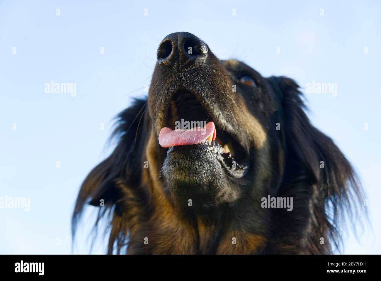 Ritratto di un cane hovawart nero e arancione felice. Hovawart closeup femminile. Ritratto di cane nero per calendario, poster, copertina stampata. Foto Stock