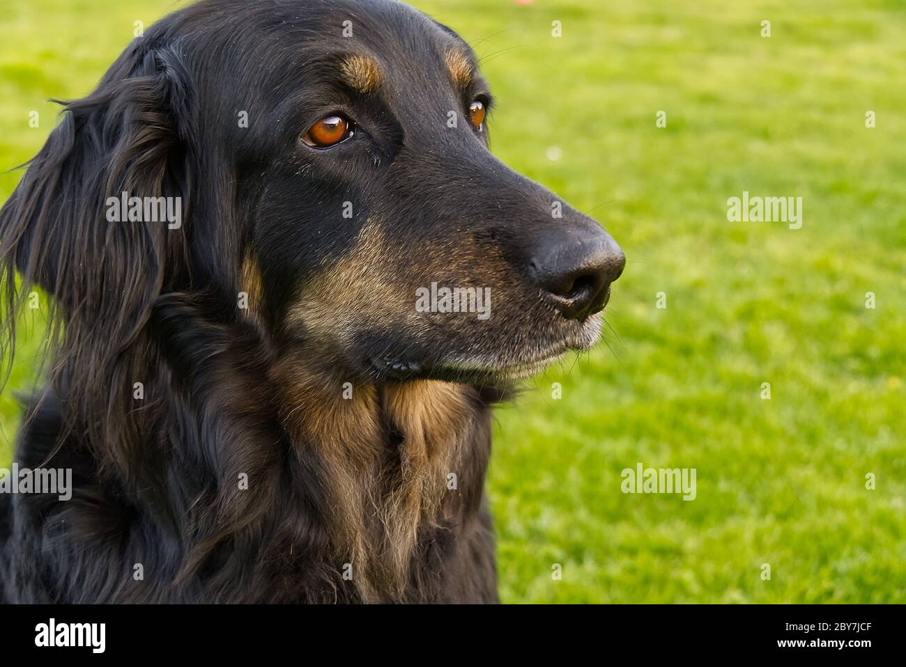 Ritratto di un cane hovawart nero e arancione felice. Hovawart closeup femminile. Ritratto di cane nero per calendario, poster, copertina stampata. Foto Stock