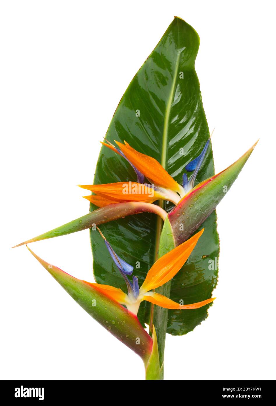 bouquet o fiori di strelitzia Foto Stock