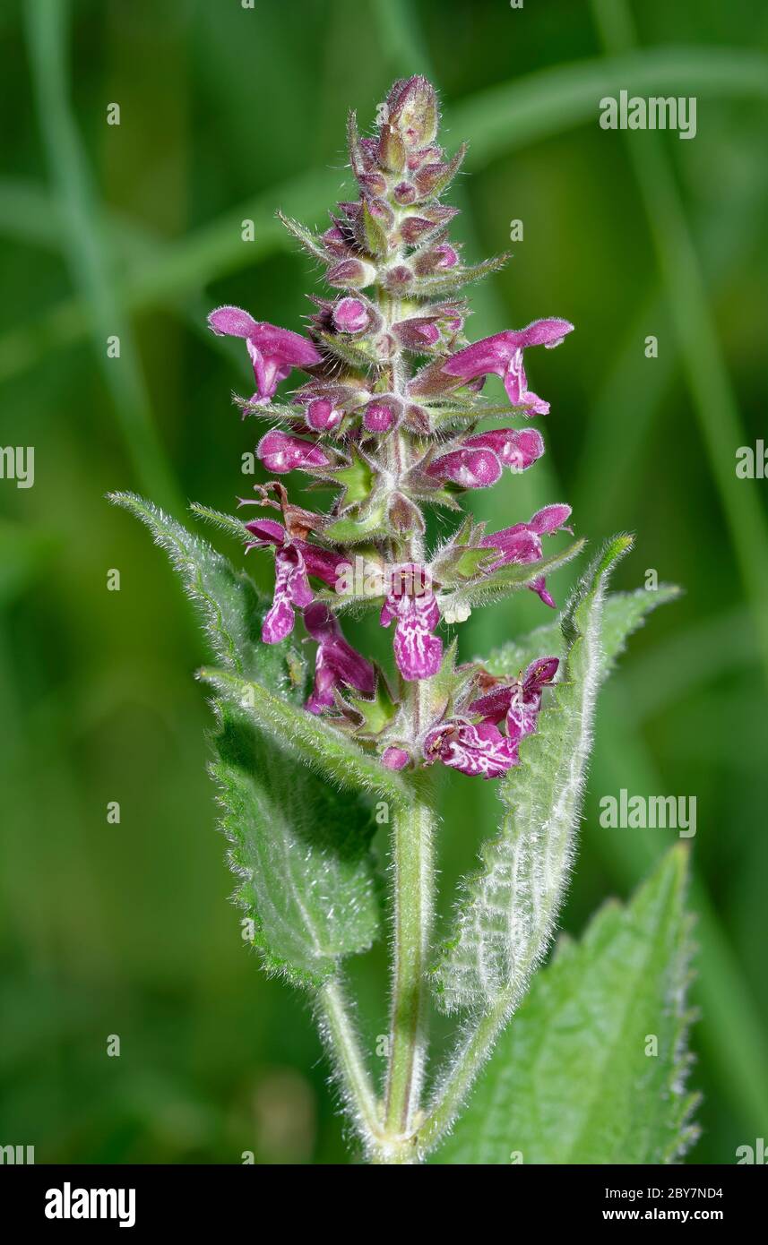 Hedge Woundwort - Stachys sylvatica comune Millefiori di bosco Foto Stock
