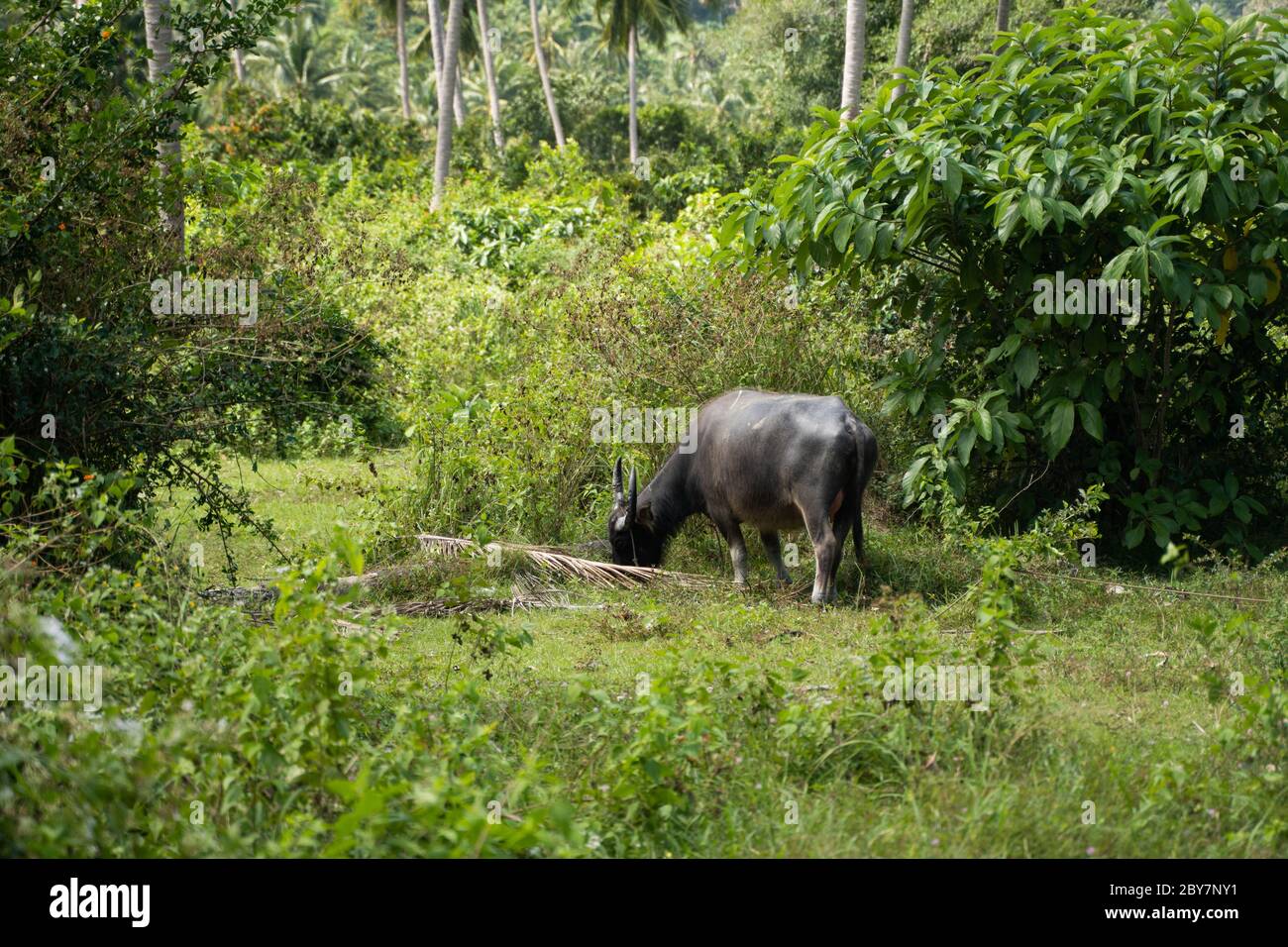 Un bufalo con grandi corna pende sul prato in una verde giungla tropicale. Foto Stock