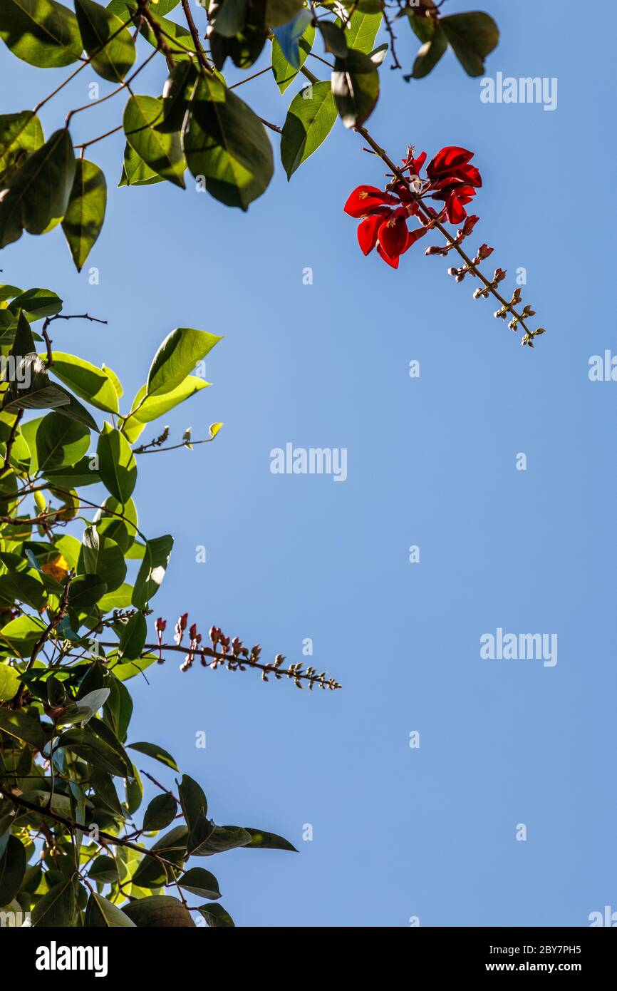 Erythrina rossa in fiore, artiglio della tigre o albero di Corallo. Bali, Indonesia. Immagine verticale. Con spazio. Foto Stock