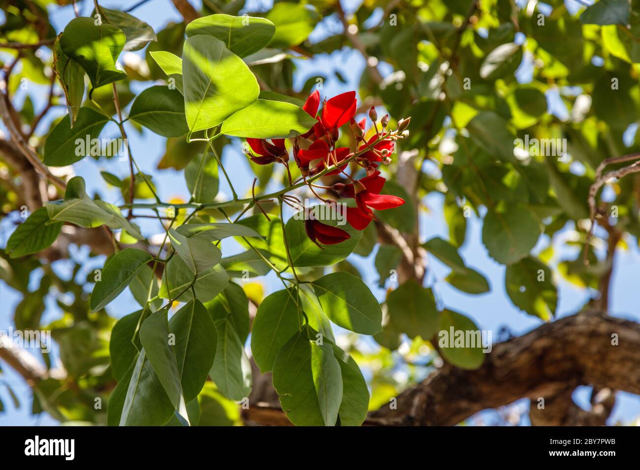 Erythrina rossa in fiore, artiglio della tigre o albero di Corallo. Bali, Indonesia. Foto Stock