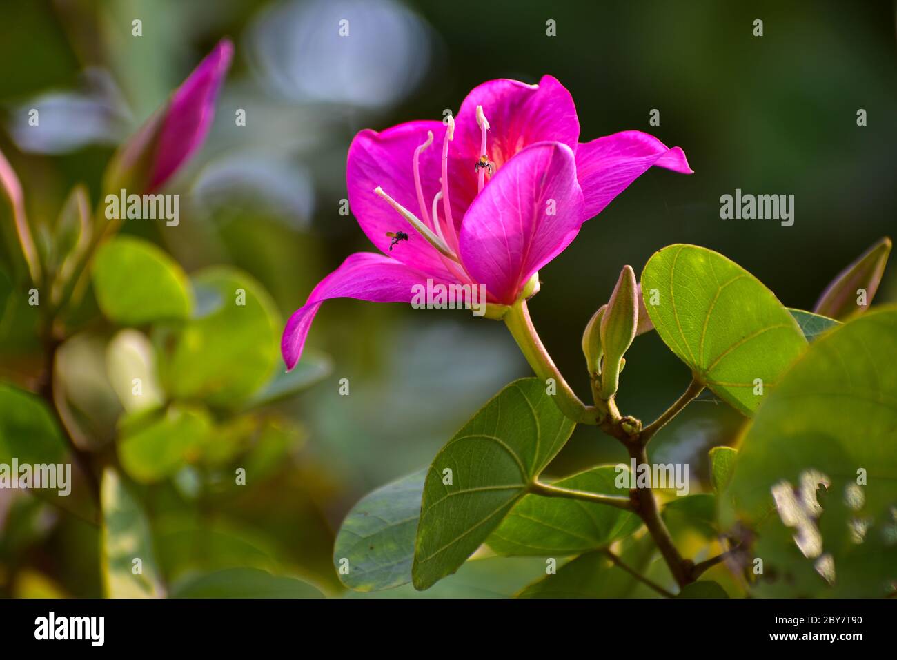 Bauhinia variegata è una specie di fiore presente in India e nei paesi dell'asia meridionale . I nomi comuni sono Bogakatra, Koliar , Kanchan , Kachar Foto Stock