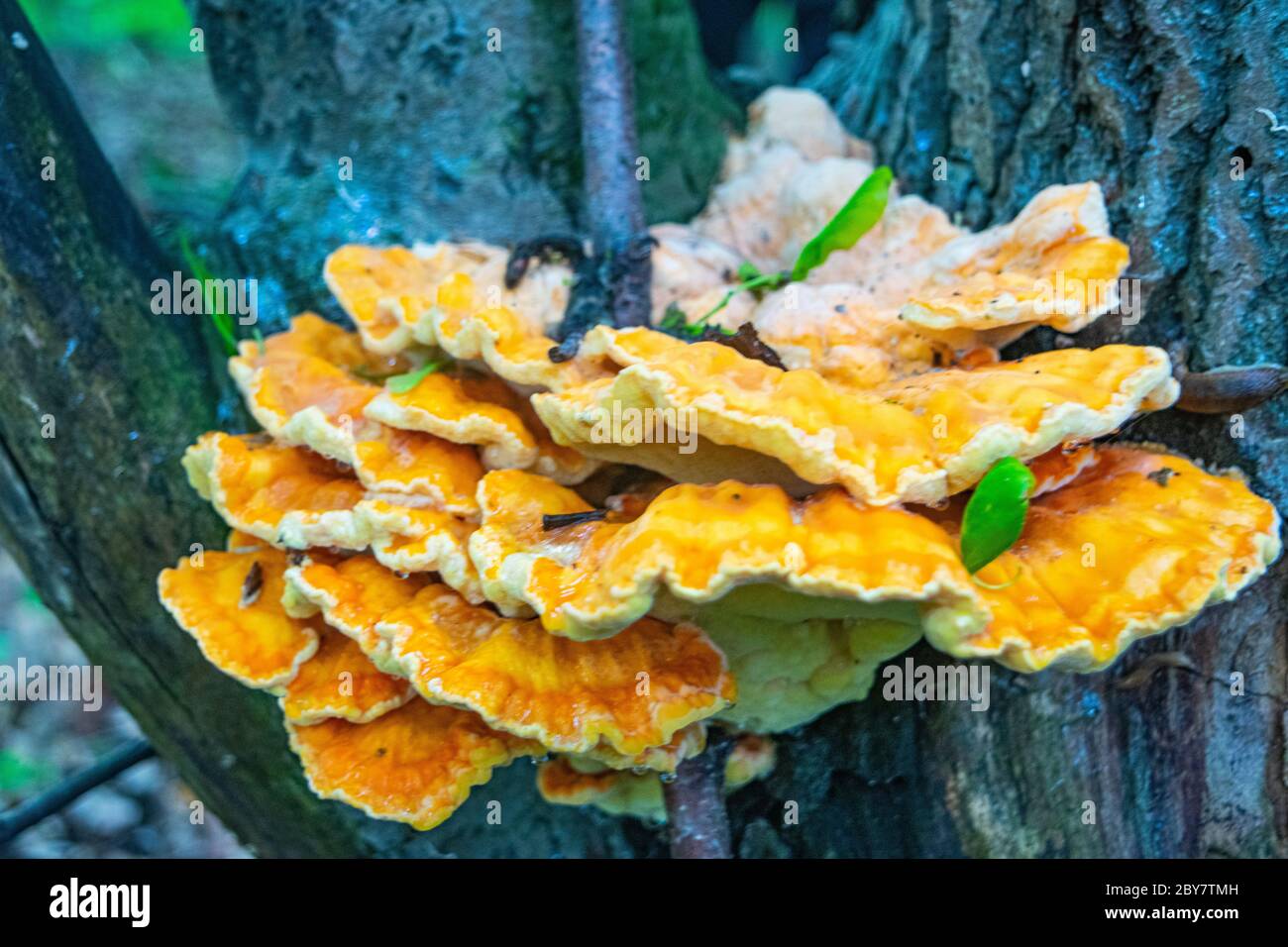 Fungo giallo dell'albero sul tronco di un vecchio albero. Primo piano Foto Stock