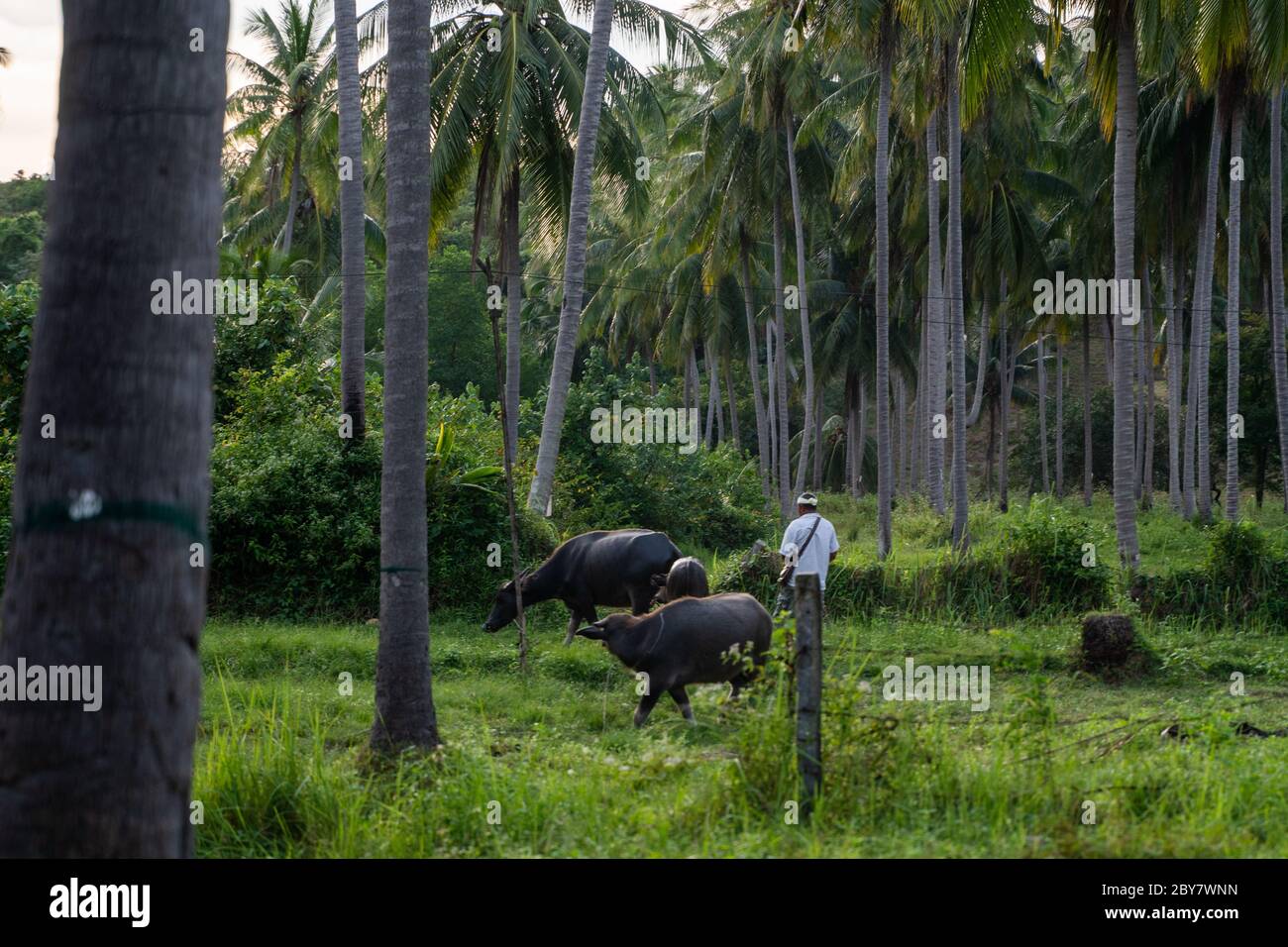 Un buffalo con grandi corna pende sul prato in una verde giungla tropicale. Foto Stock
