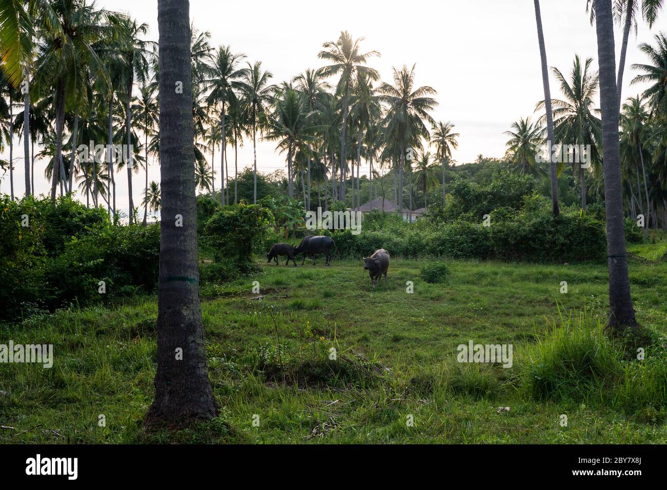 Un buffalo con grandi corna pende sul prato in una verde giungla tropicale. Foto Stock