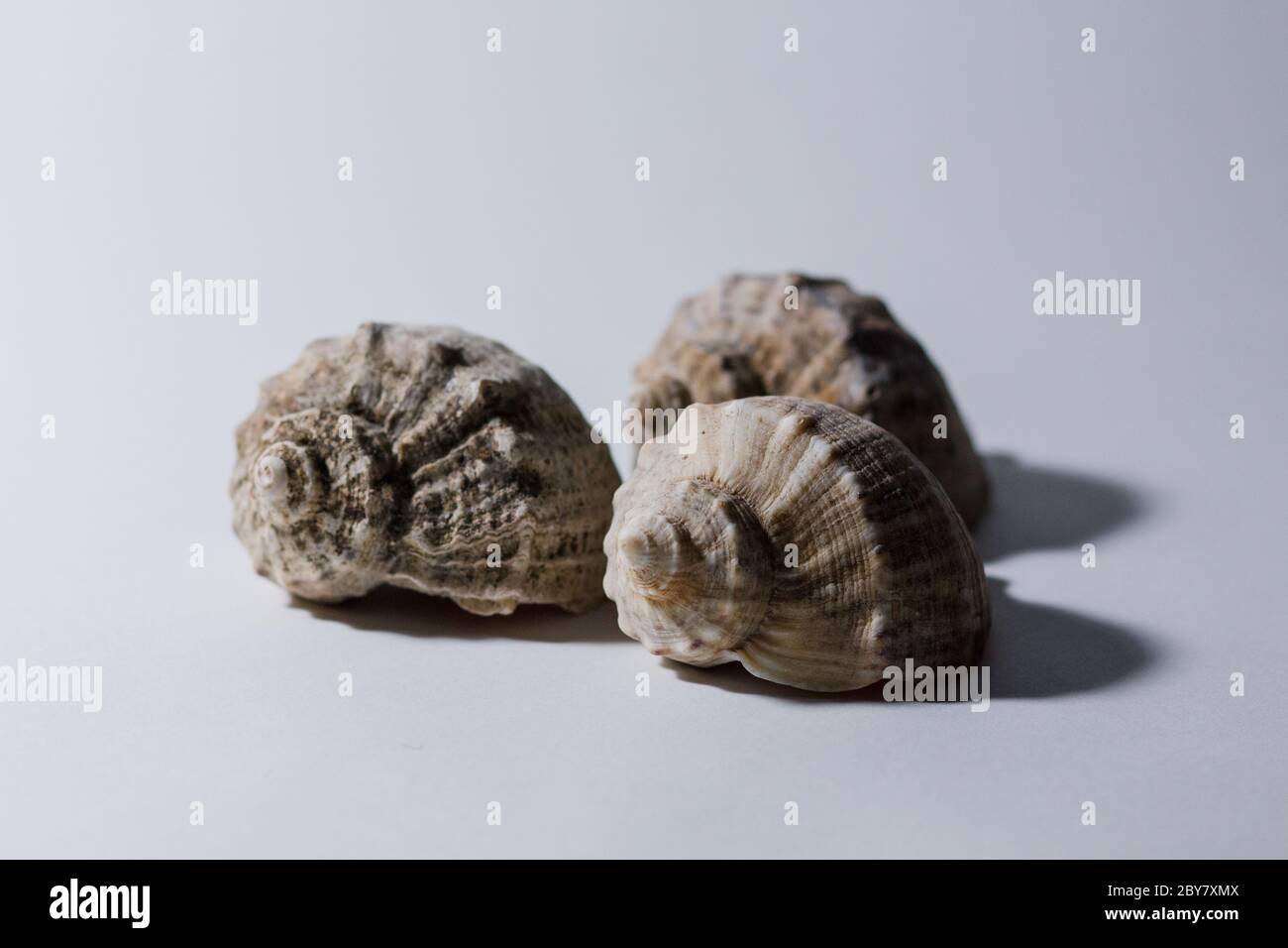 grande conchiglia di rapana su sfondo bianco Foto Stock