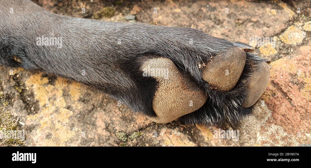 le punte delle zampe del cane Foto Stock