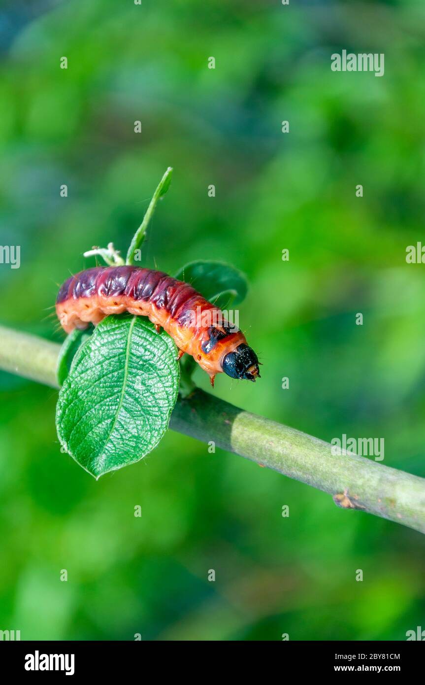Fuoco selettivo di Cossus cossus caterpillar che cammina sul ramo, Goat Moth è una falesia della famiglia Cossidae Foto Stock