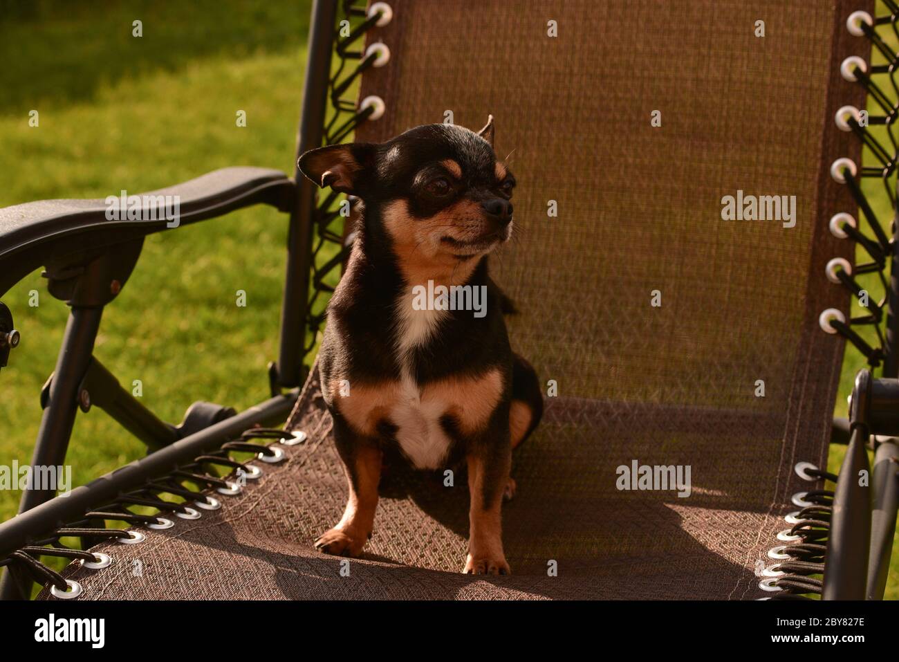 chihuahua - cane piccolo. Chihuahua in una sedia. Cane animale domestico  tricolore nero-marrone-bianco. Il cane è seduto su una poltrona beige Foto  stock - Alamy