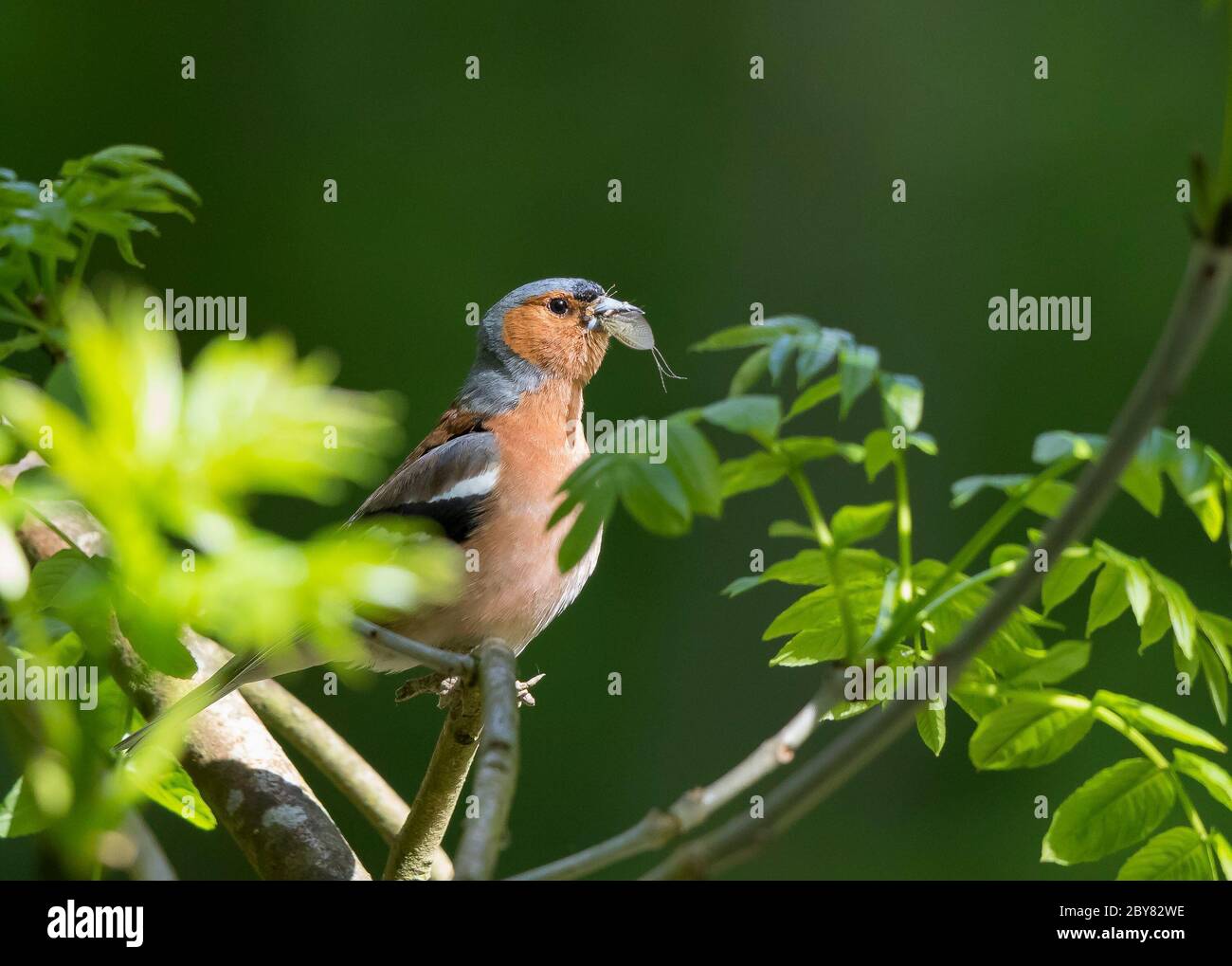 Primo piano di uccello di zaffa selvatico, maschio, britannico (coelette di Fringilla) isolato in estate bosco perching in sole con becco pieno di insetti. Foto Stock
