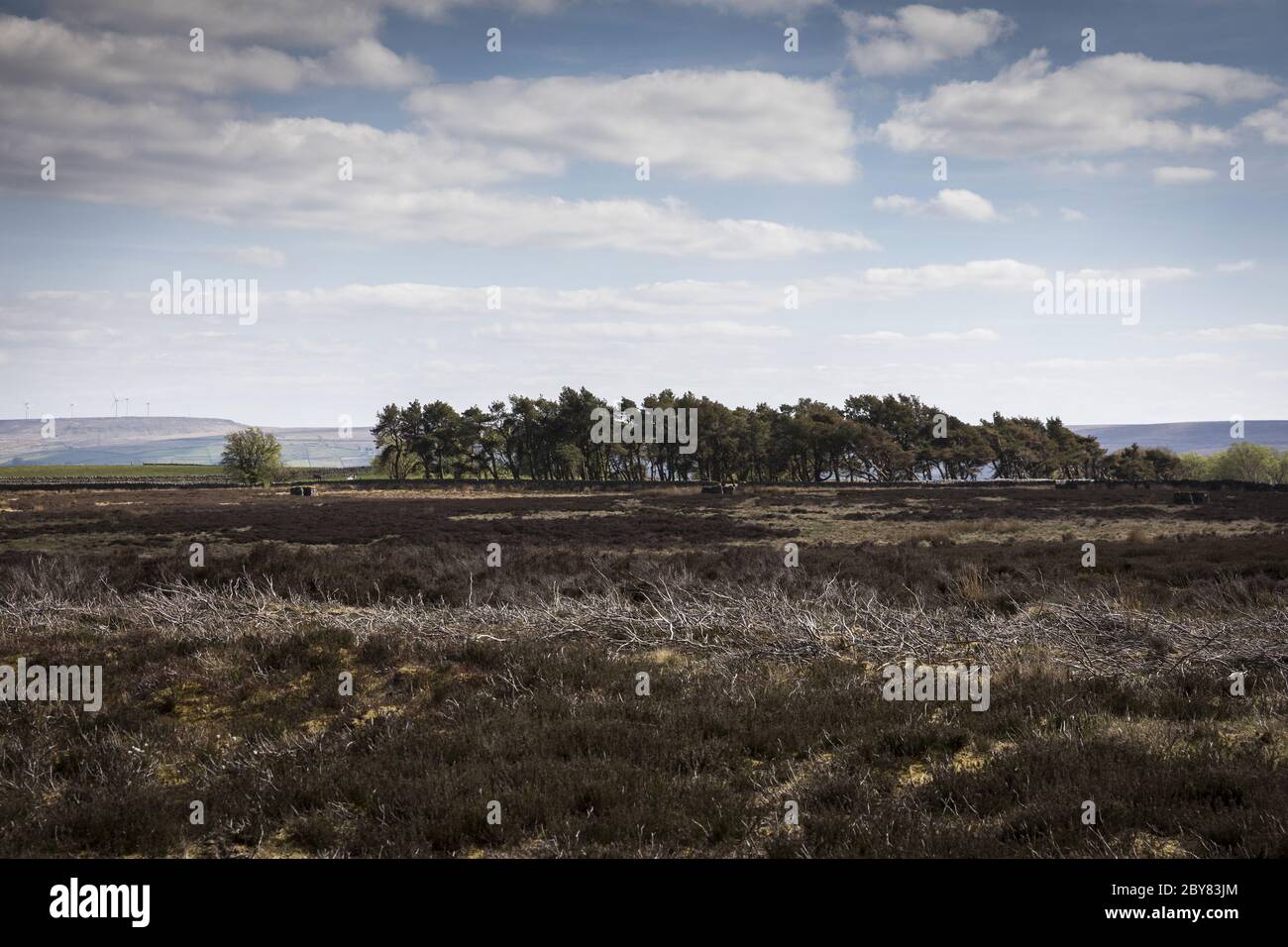 Heather e una piantagione di pini a Oakworth Moor, vicino a Keighley, West Yorkshire Foto Stock