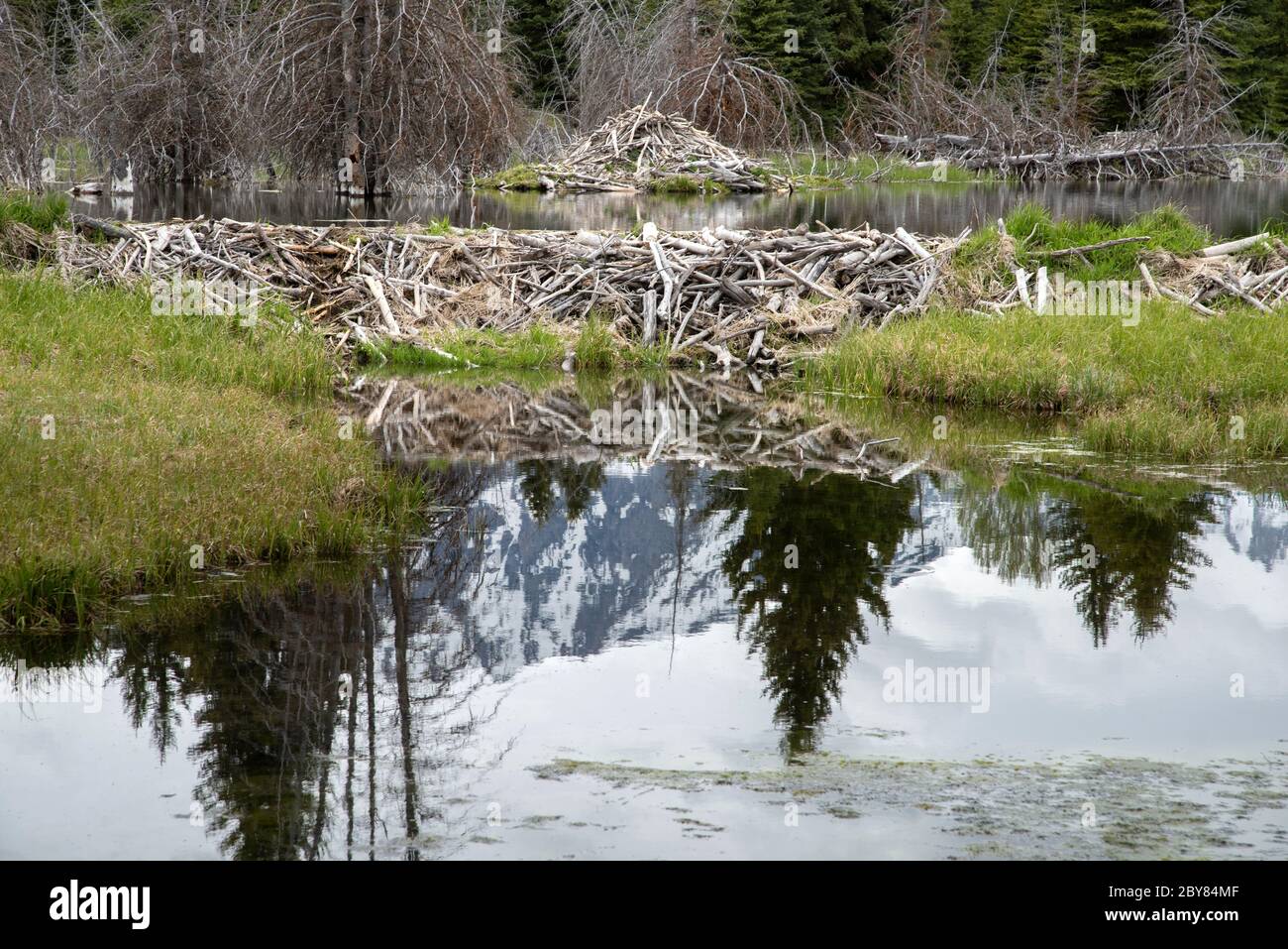 USA, Montagne Rocciose, Wyoming, Grand Teton National Park, Beaver Lodge, Snake River, natura, fauna selvatica, Foto Stock