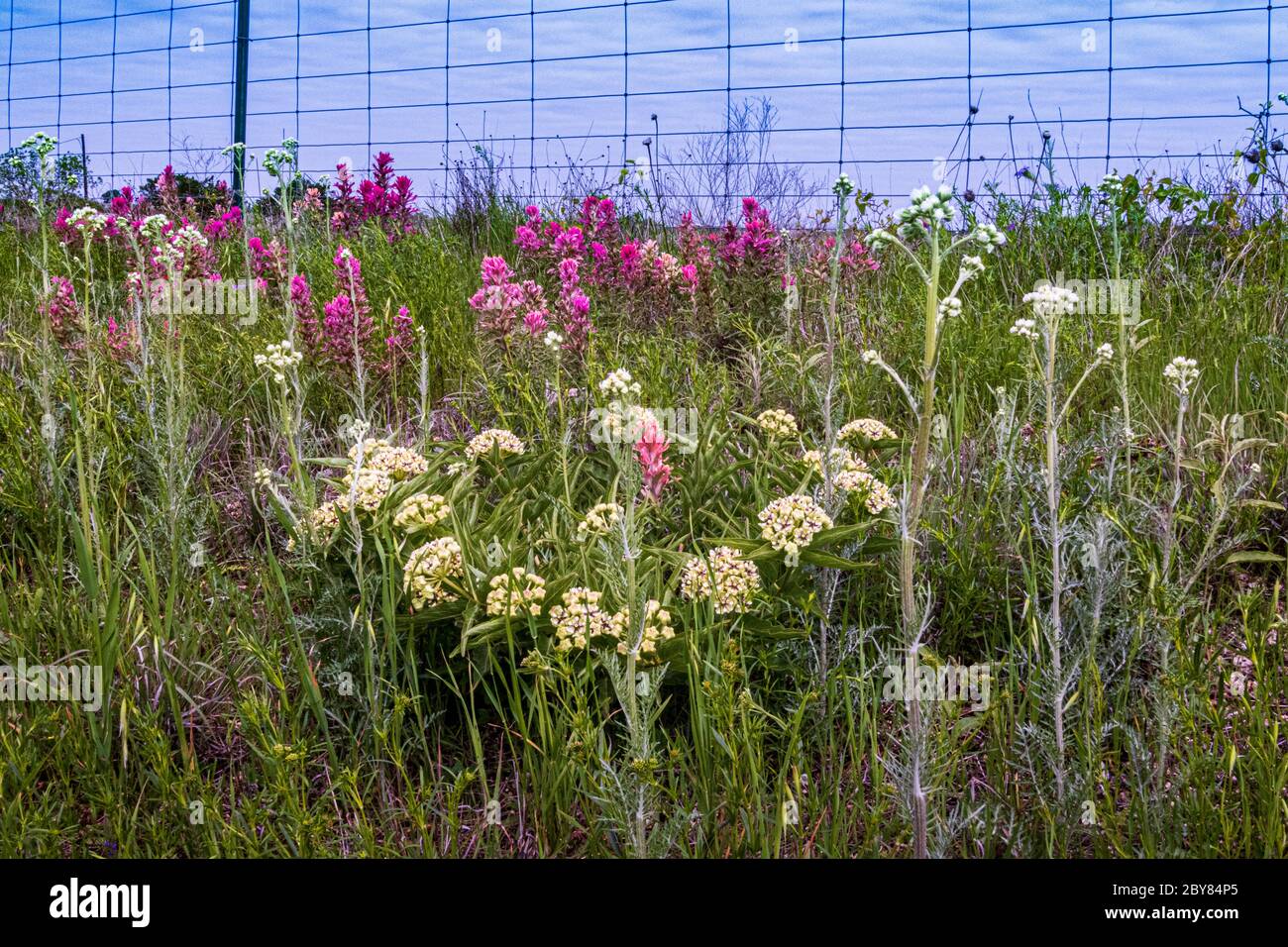 Antelope Horns, Asclepias asperula,Castilleja purpurea var. Purpurea,Downy Paintbrush indiano,Hill Country,Prairie Paintbrush,Purple Paintbrush,Purple Foto Stock