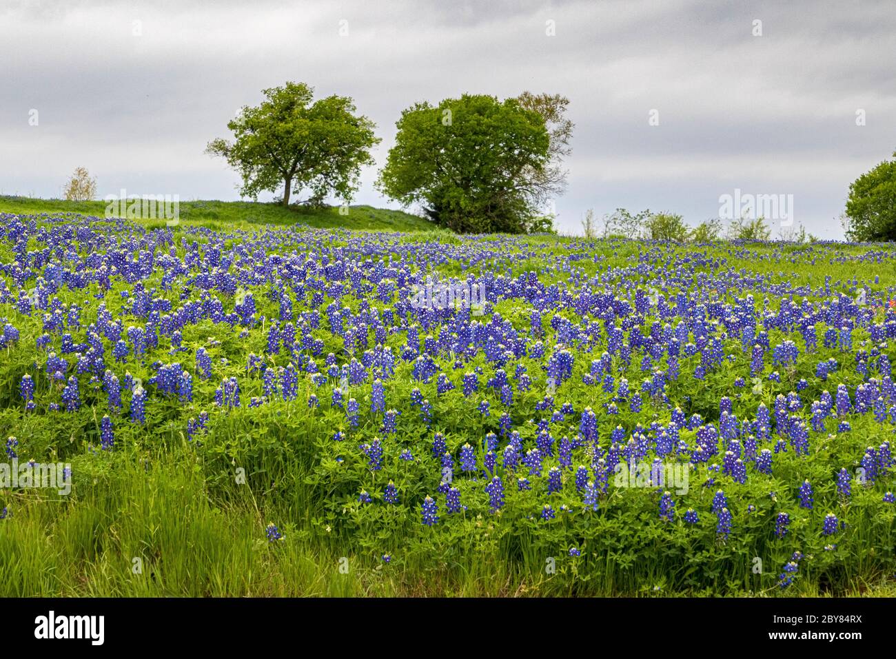 Ennis, Lupinus texensis,Texas,USA,bluebonnet,primavera,fiori selvatici Foto Stock
