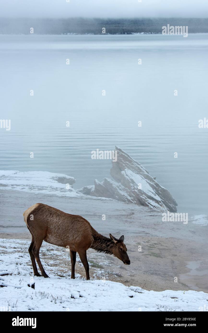 USA, Wyoming, Parco Nazionale di Yellowstone, UNESCO, Patrimonio Mondiale dell'Umanità, Elk sul lago Yellowstone nella neve Foto Stock