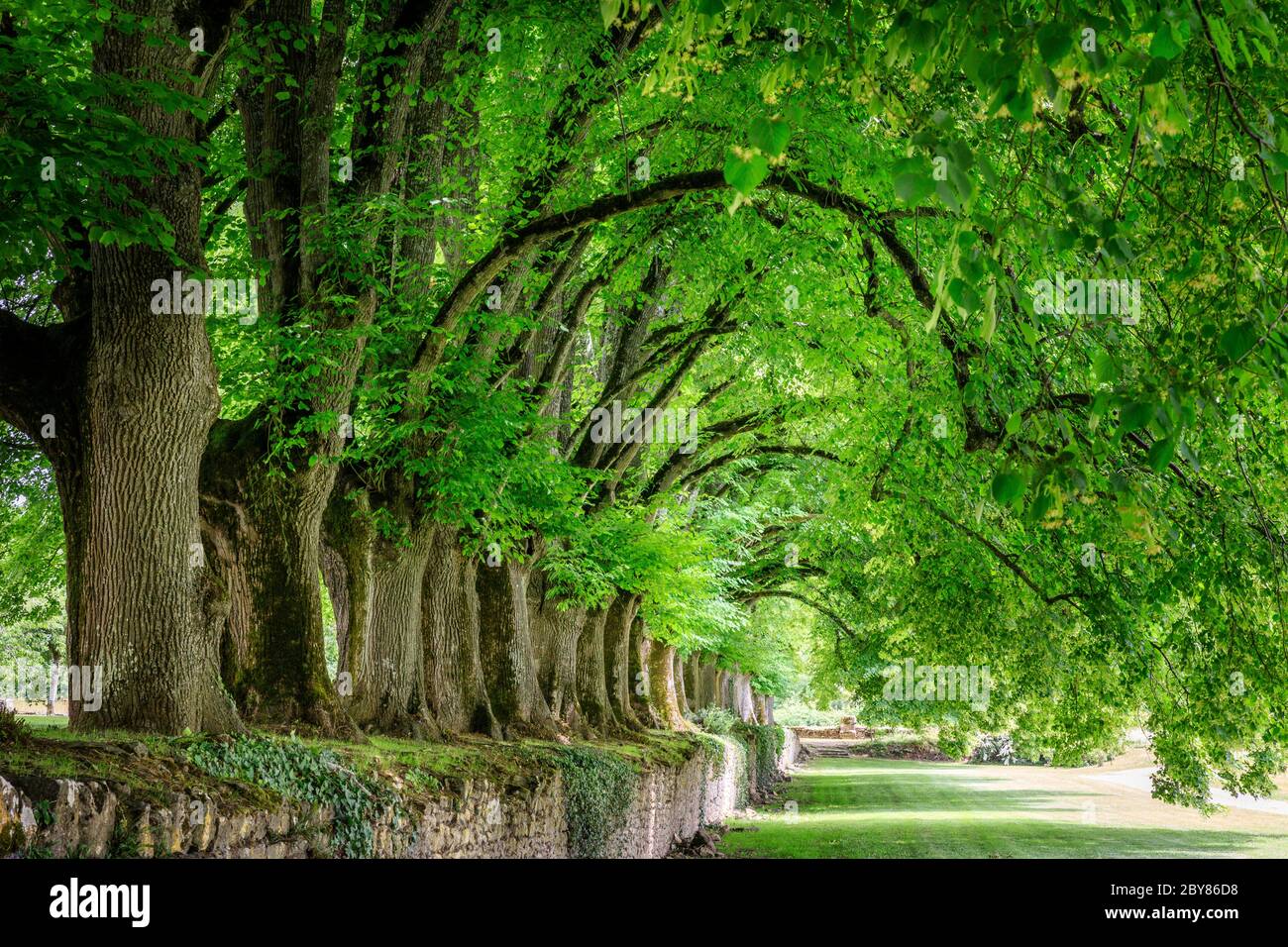 Francia, Cher, Berry, Route Jacques Coeur, Bruere Allichamps, abbazia cistercense Noirlac, allineamento di notevoli alberi di calce tercentenario (Tilia) // Fran Foto Stock