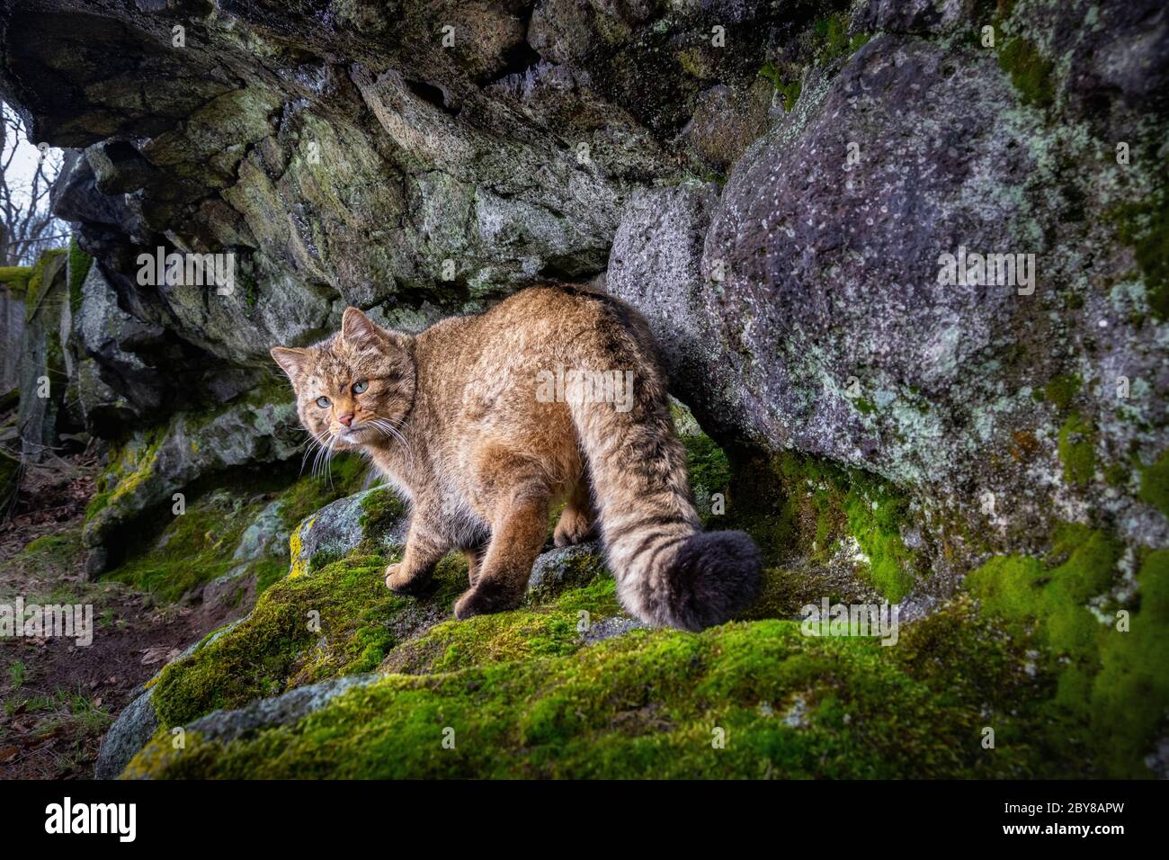 Gatto selvatico europeo sul punto di marcatura nella Repubblica Ceca Foto Stock