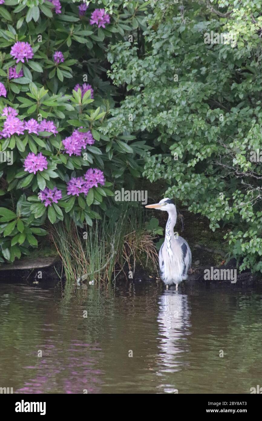 Heron sul fiume indietro Foto Stock