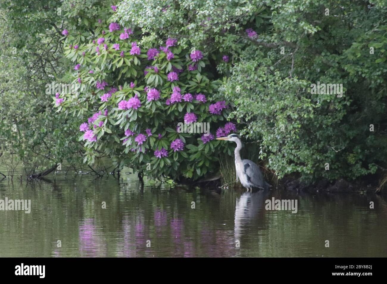 Heron sul fiume indietro Foto Stock