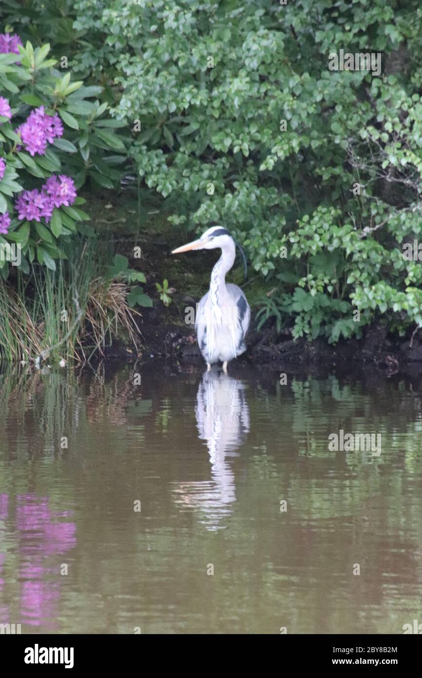Heron sul fiume indietro Foto Stock