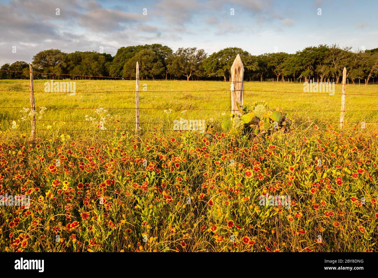 Coperta indiana fiori selvatici e vecchia recinzione Foto Stock