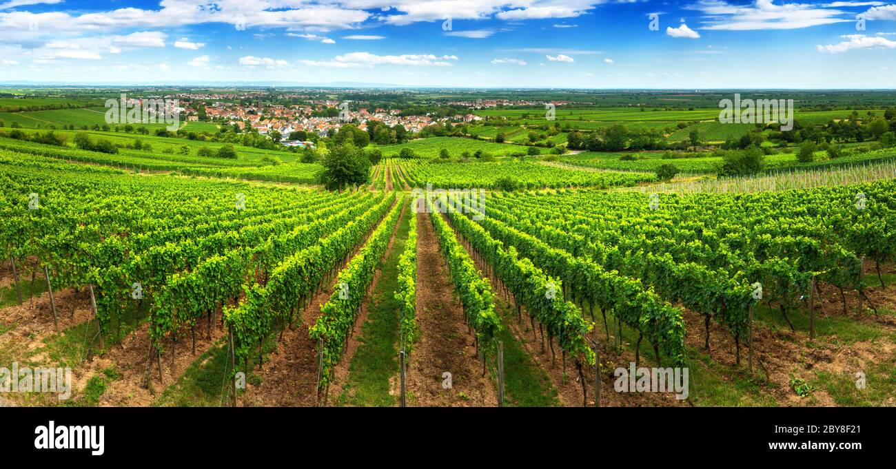 Paesaggio panoramico verde vigna a Pfalz, in Germania, con cielo blu e filari di vite su una collina, con vista sulla vasta campagna verde Foto Stock